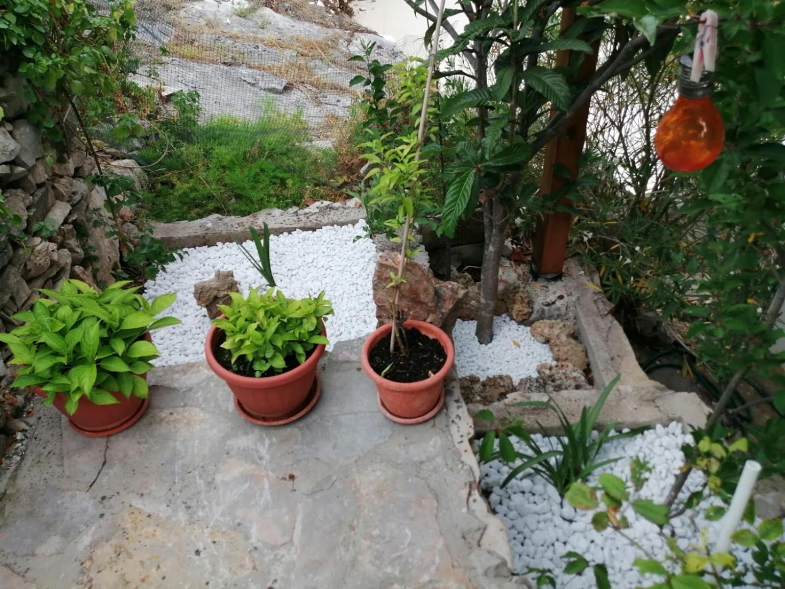 Apartment Mala Basina -maslina *